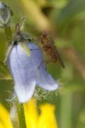 Scathophaga lutaria